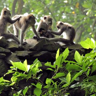 Affenwald Ubud