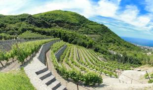 Panoramablick Ischia