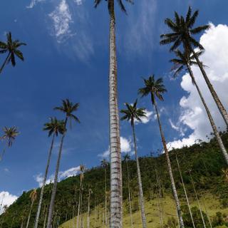 Wachspalmen im Cocora Tal