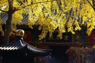 Wolong Tempel