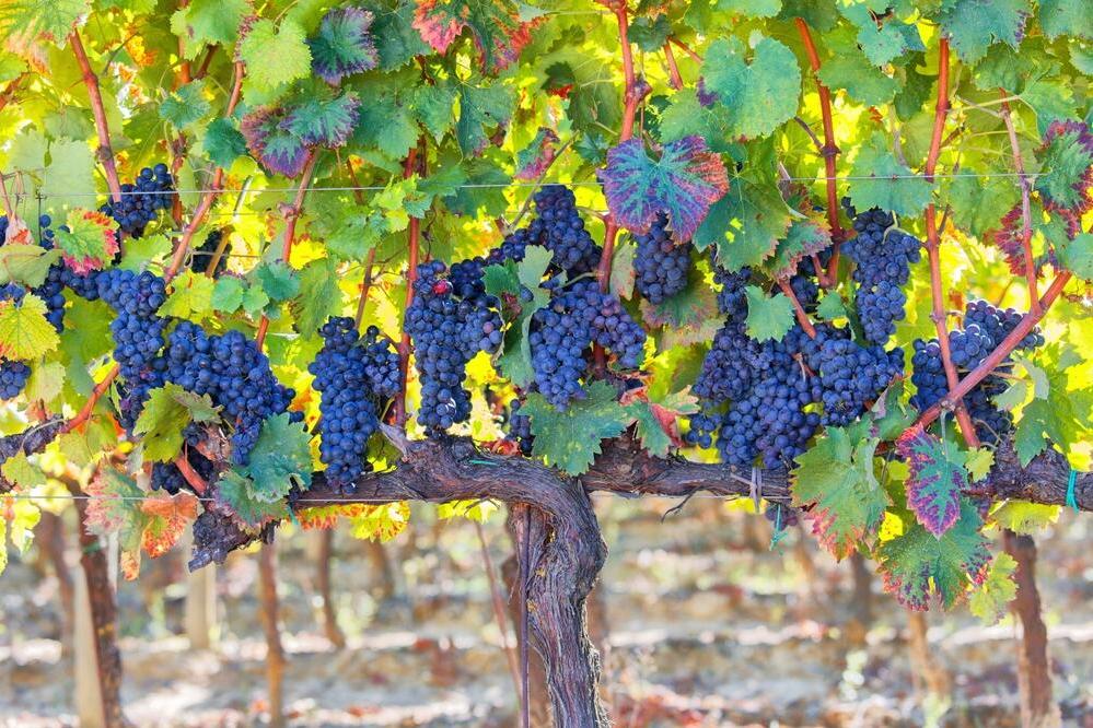 Weinrebe in Montefalco