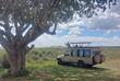 Löwenrudel auf einem Baum in der Serengeti