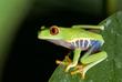 Rotaugenlaubfrosch