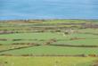 Felder in Cornwall