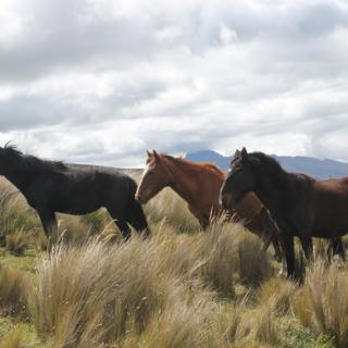 Wildpferde im Cotopaxi Nationalpark