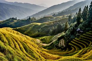 Reisterrassen bei Longsheng