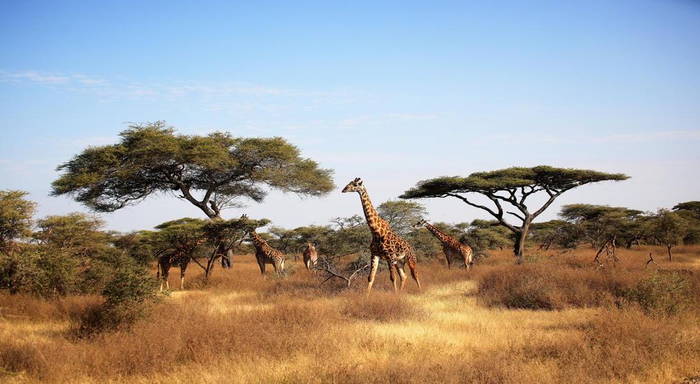 Giraffen im Serengeti Nationalpark