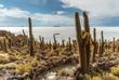 Kakteen der Insel Incahuasi