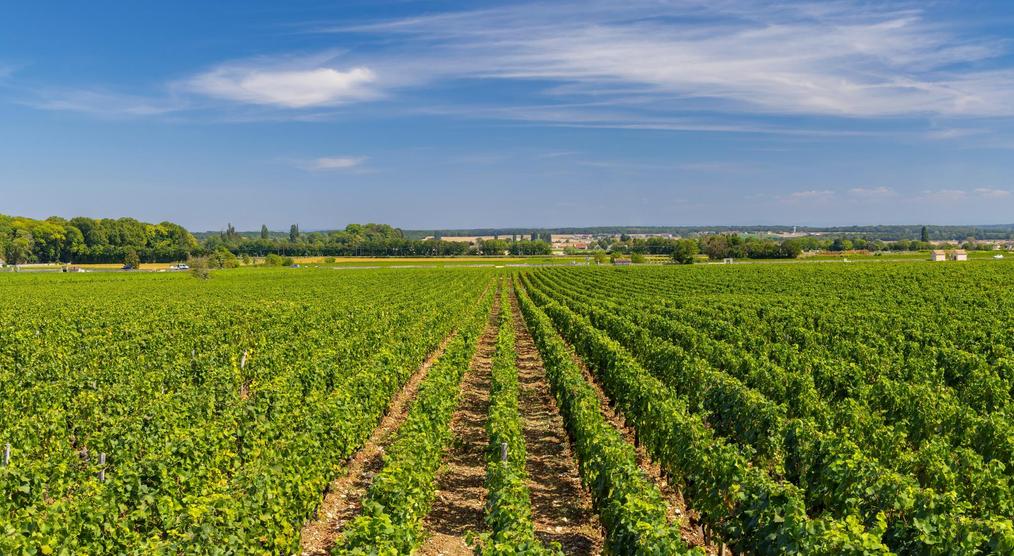 Typische Weinberge der Côte de Nuits