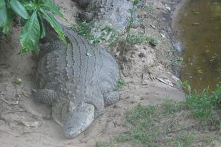 Krokodil in den Wetlands von St. Lucia