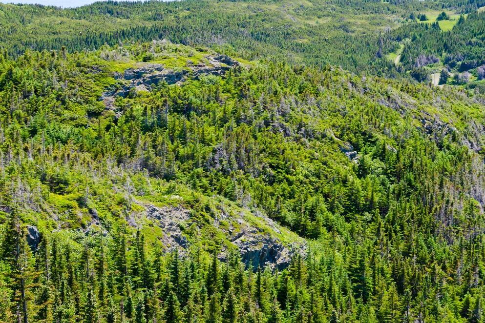 Waldlandschaft im Inselinneren von Neufundland 