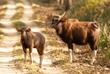 Gaur Büffel im Kanha Nationalpark 