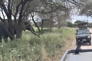 Elefantenbeobachtung auf Safari in der Serengeti
