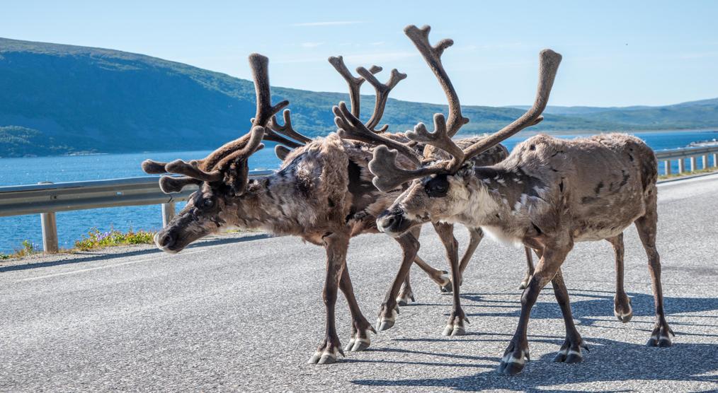 Rentiere in den Fjordlandschaften Nordnorwegens
