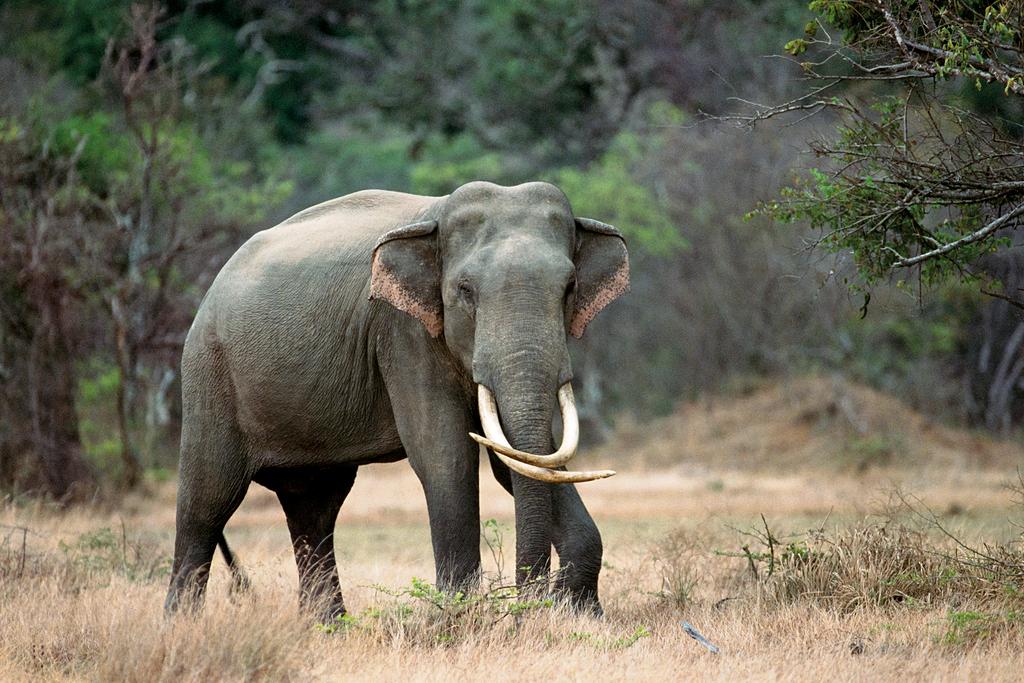 Safari im Udawale Nationalpark