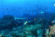 Vielfältige Unterwasserwelt der Galapagos Inseln