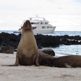 Seelöwen auf den Galapagosinseln