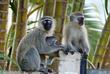 Südliche Grünmeerkatzen in St. Lucia