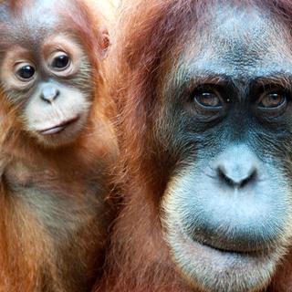 Nachdenklicher Orang Utan 