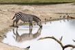 trinkendes Zebra