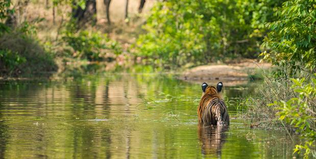 Rajbhera Male at Bandhavgarh