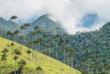Cocora-Tal mit Wachspalmen