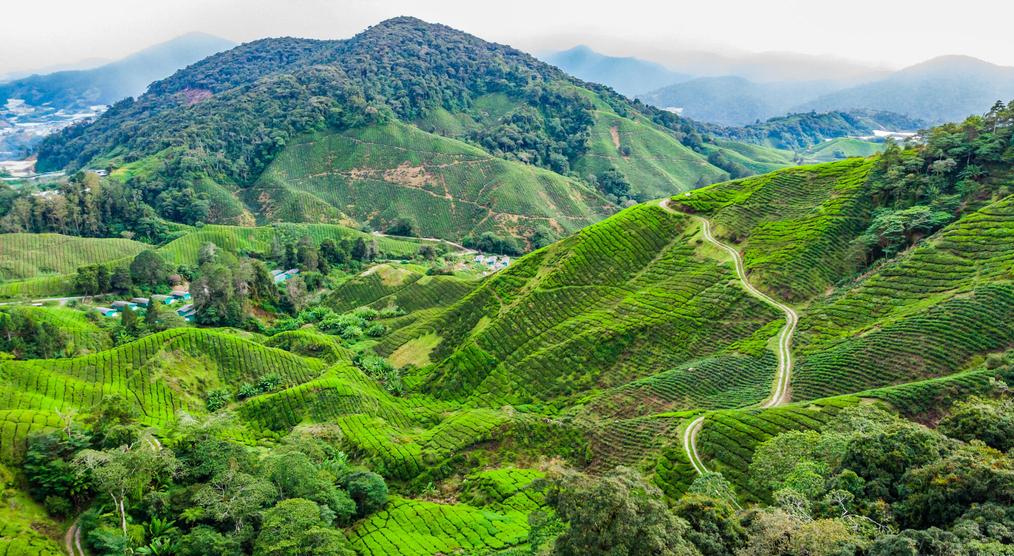 Cameron Highlands