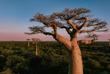 Boabab Baum