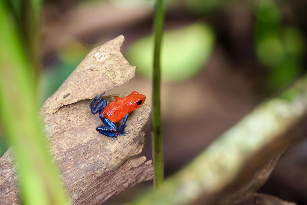 Frosch in Sarapiqui