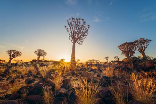 Blick auf den Köcherbaumwald bei einer Namibia Reise