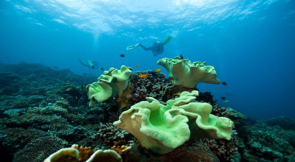 Apo Island