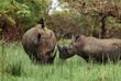 Ziwa Rhino Sanctuary 