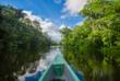Dschungel des Amazonas