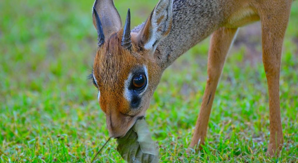 Dikdik - Afrikanische Zwergantilopen zu Besuch in der Lodge