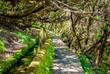 Levada von Prazeres