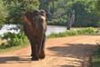 Elefant im Yala-Nationalpark