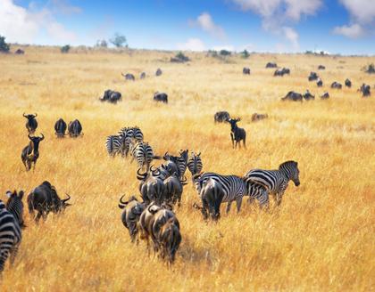 Masai Mara Landschaft