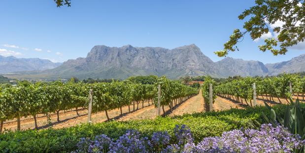 Weinregion auf einer Südafrika Rundreise