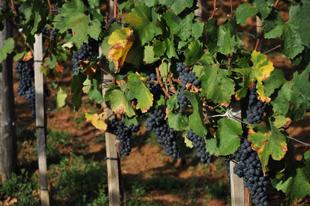 Weinregion in Bistritz
