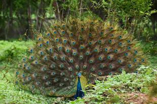 Pfau im Udawalawe NAtionalpark