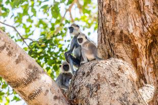 Languren im Udawalawe Nationalpark