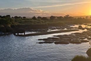 Flusspferde in der Serengeti
