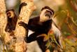 Colobus-Affen 