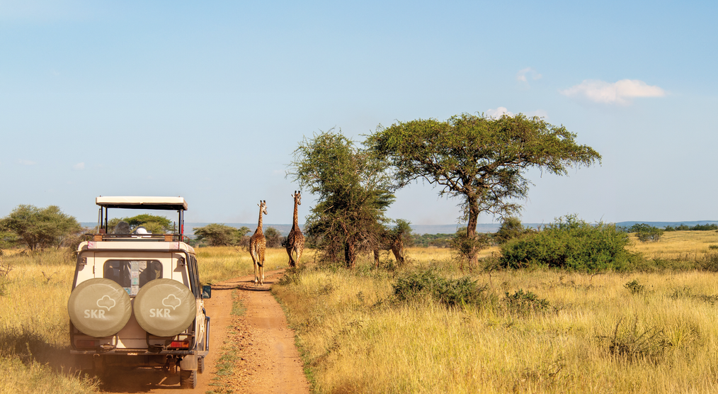 Safari-Bild von SKR Reisen
