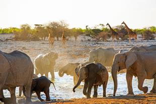 Tiere im Etosha Nationalpark