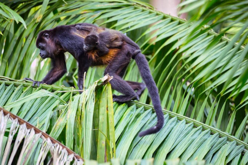 Brüllaffen im Cahuita Nationalpark
