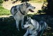 Huskys im Wald 
