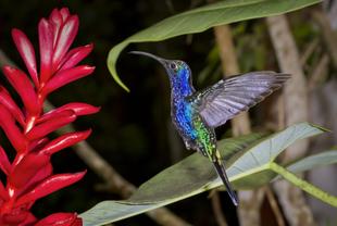Vogelarten in Monteverde