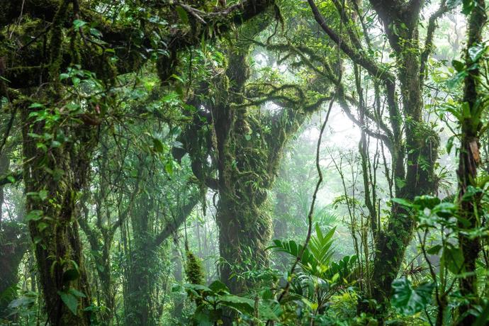 Der Nebelwald im Monteverde in Costa Rica