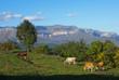 Dilijan Nationalpark